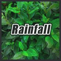 Artwork for Rainfall by Sleep Sounds of Nature