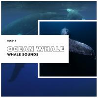 Artwork for Ocean Whale by Whale Sounds