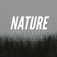 Artwork for Nature Sounds by Rain Sounds Sleep