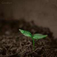 Artwork for Genesis by Mindscape