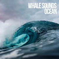 Artwork for Ocean by Whale Sounds