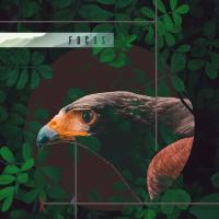 Artwork for Focus by Various Artists