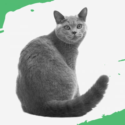 Artwork for Included: Animals