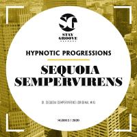 Artwork for Sequoia Sempervirens by Hypnotic Progressions