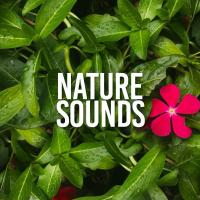 Artwork for Nature Sounds by Rain Sounds