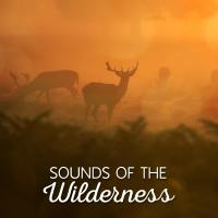 Artwork for Sounds of the Wilderness by Sounds of Nature Relaxation