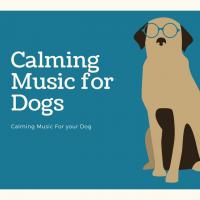 Calming Music For Dogs