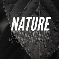 Artwork for Nature Sounds by ASMR Rain Sounds