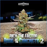 Artwork for Rose Out  The Concrete 2 by Rich The Factor