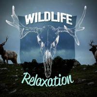 Artwork for Wildlife Relaxation by Nature Sounds For Sleep and Relaxation