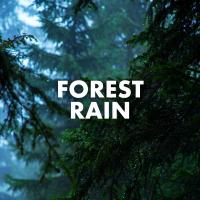 Artwork for Forest Rain by Rain Sounds